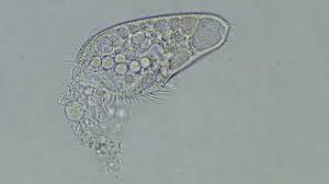 Apr 28, 2017 · organism definition. Watching This Single Cell Organism Die Is Oddly Moving