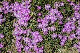 Spread out the roots evenly and sprinkle the soil into the hole until full. Delosperma Cooperi Wikipedia