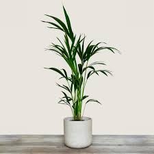 Image result for Howea