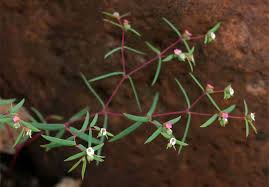 Image result for Euphorbia inaequilatera