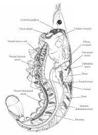 Pin By Greta Hornquist On High School Biology Lab Activities High School Biology Circulatory System