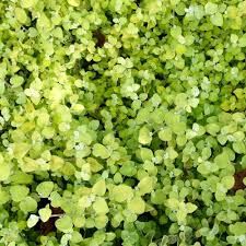 Image result for Helichrysum aureum