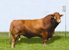 Matrix Limousin Mocho Cattle Livestock Animals