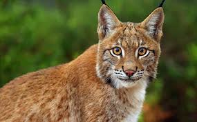 We would like to show you a description here but the site won't allow us. Adopt A Lynx Symbolic Adoptions From Wwf
