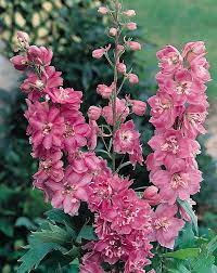 Pacific Giant Astolat Delphinium Seeds Perennial Flower Seeds