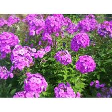 Perhaps it is a certain reluctance to let go of summer because every year at this time i find myself searching for ways to extend the flowering season. 1g Phlox Subulata Walmart Com Phlox Flowers Flocks Flower Flowers Perennials