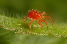 Image result for red mite