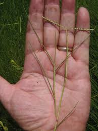 Image result for Paspalum vaginatum