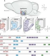 Image result for Higher Integrative Function
