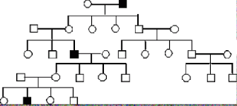 Solved The Pedigree In The Figure Below Shows The Transmi