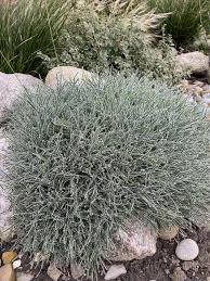 Image result for Ficinia