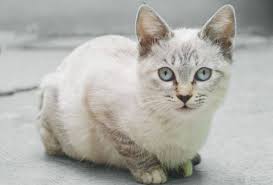 Short haired cats require little in the way of grooming and tend to require less maintenance overall than long haired cats. 8 Flat Faced Cat Breeds That Will Melt Your Heart