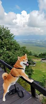 八ヶ岳ペットネット