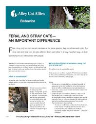 However, this behavior could improve with love and patience over. Feral Vs Stray Cats Meaning What Is A Feral Cat