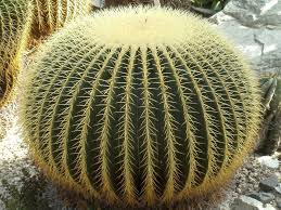 La mayoría de los cactus son muy espinosos, lo cual es una defensa contra algunos animales que puedan comerlas en busca de agua. Todo Lo Que Tienes Que Saber Sobre Las Plantas Suculentas Jardineria On