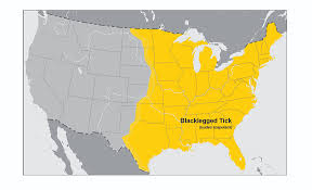 Lyme Disease In Dogs Signs And Prevention Today S Veterinary Practice