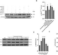 Icariside II induces rapid phosphorylation of endothelial ...