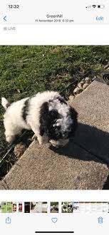We did not find results for: Mystical Parti Poodles Home Facebook