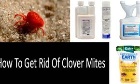 Suggest remedy to get rid of bed bugs on skin and hair. How To Get Rid Of Clover Mites Top 6 Clover Mite Control Products