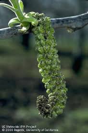 Image result for Walnut blight