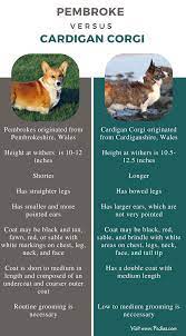 Difference Between Pembroke And Cardigan Corgi Facts Features Characteristics Behavior