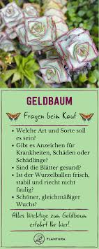 Geldbaum Experten Tipps Zu Kauf Pflege Vermehrung Plantura Geldbaum Pflanzen Pflegeleichte Zimmerpflanzen