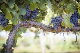 Image result for grape pruning