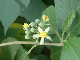 Image result for Grewia mildbraedii