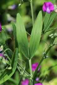 Image result for Lathyrus hirsutus