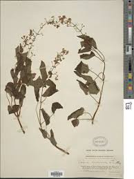 Image result for Equilabium