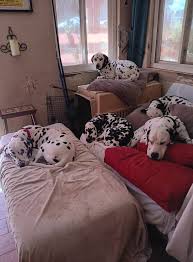 Paradise Valley Rescue added a...