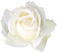 White Rose Png Clip Art Image White Rose Png White Roses Rose
