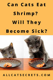 Can dogs eat chip shop chips? Can Cats Eat Shrimp Will They Become Sick Cats Cats And Kittens Cat Lovers