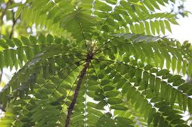 Image result for Averrhoa