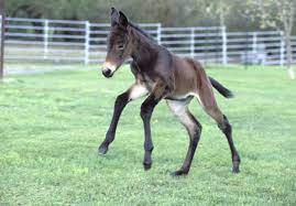 The mule is a cross between a male donkey (jack) and a mare. How Mule Racing Led To Mule Cloning Smart News Smithsonian Magazine