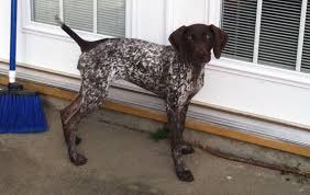 How old do pointers have to be before they can be with humans? 7 4 Months Old Hq German Shorthaired Pointers Dog Puppy For Sale Or Adoption Near Me Home Painting Ideas