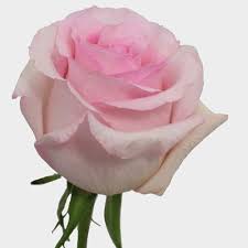 Light pink flower public domain. Rose Nena Light Pink 50cm Wholesale Blooms By The Box