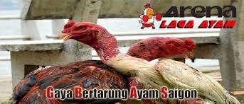 Terkenal sebagai perusahaan penyedia layanan judi sabung ayam online yang bernama sv388 kini telah merambat di indonesia. Ayam Saigon Dari Vietnam Asli Berita Jadwal Sabung Ayam Online S1288 Sv388 Sm558