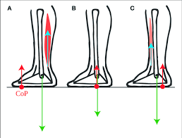 Calcaneus, talus, navicular medial cuneiform, intermediate cuneiform, lateral cuneiform and cuboid. Torques Exerted On The Foot The Force Exerted By The Lower Leg Bones Download Scientific Diagram