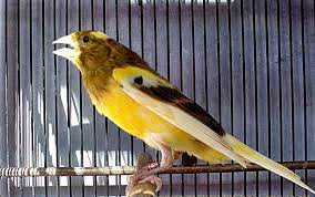 Burung Kenari F1 Ocehan Kenari