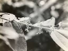 Image result for Trema sp A