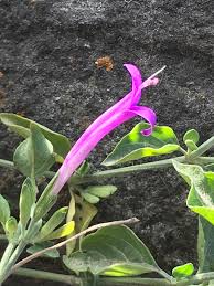 Image result for Dicliptera