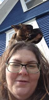 DELETE if not allowed License rescue only!!! Located in Foley mo. Posting  for a family member. Male boxer mix, name Walter. We are housing another  dog for this family member, and they