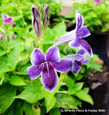 Image result for Asystasia