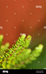 Image result for Erica microdonta