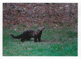 Because they need to live in heavily forested areas, habitat destructionis extremely detrimental. Vermont S Fisher Cat Weekend Magazine Rutlandherald Com