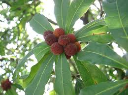Image result for Myrica kandtiana