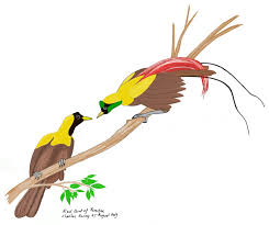 Birds of the world logo. Birding Paradise In Rainforest Sketch Of Red Bird Of Paradise