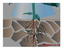 Pengertian Dan 7 Fungsi Akar Pada Tumbuhan