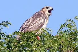 See more ideas about red tailed hawk, hawk, birds of prey. Weekend Birding Red Tailed Hawk Under My Apple Tree